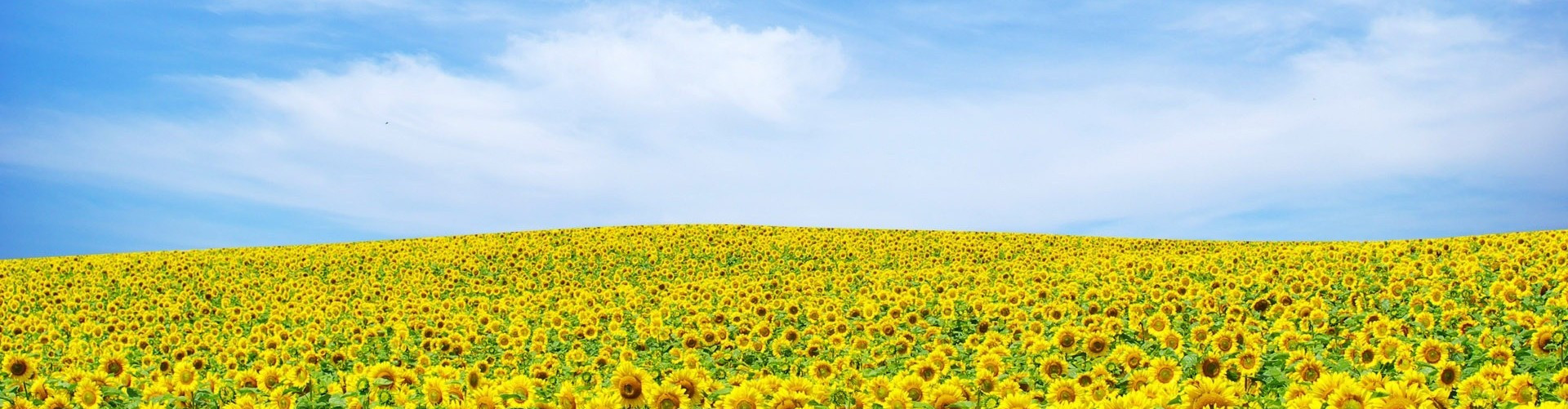 Banner girasoli